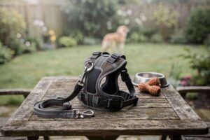 Die besten Hundegeschirre für Spaziergänge: Kaufratgeber 2026